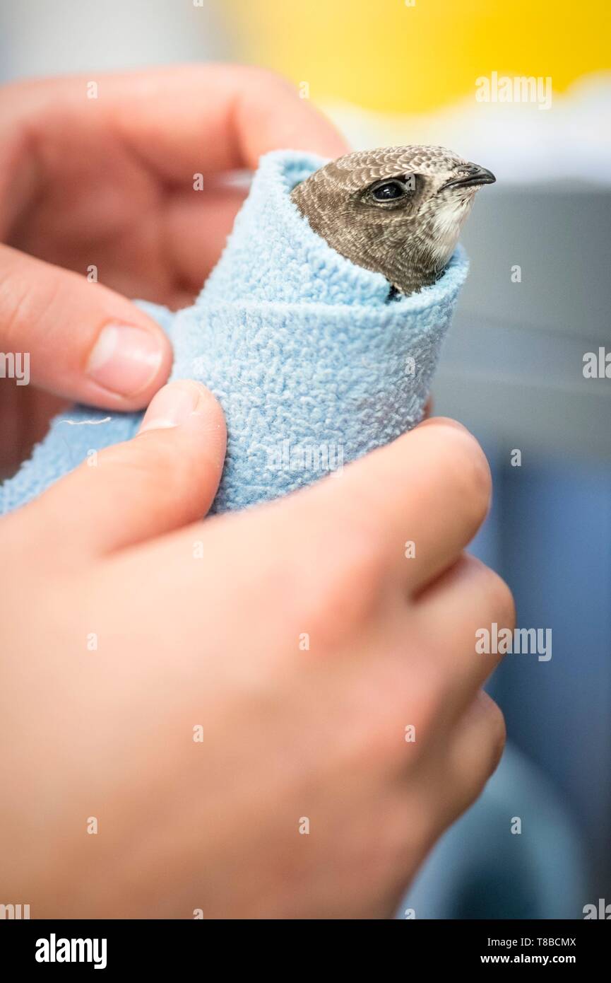 Francia, Cotes d'Armor, Costa di Granito Rosa, Pleumeur Bodou, Grande Isola, stazione ornitologica della lega di protezione degli uccelli (LPO), Wildlife Care Center, alimentando un nero Swift (Apus apus) Foto Stock