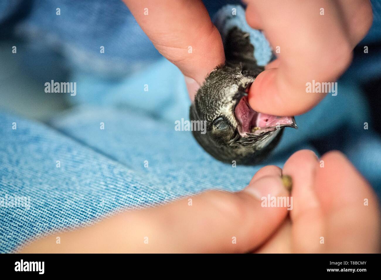 Francia, Cotes d'Armor, Costa di Granito Rosa, Pleumeur Bodou, Grande Isola, stazione ornitologica della lega di protezione degli uccelli (LPO), Wildlife Care Center, alimentando un nero Swift (Apus apus) Foto Stock