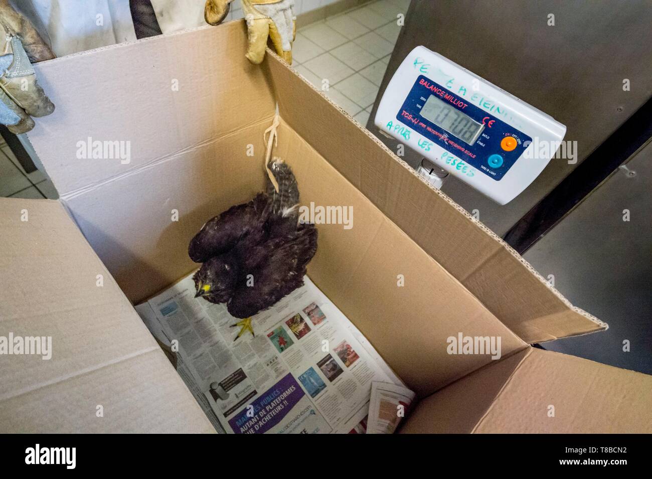 Francia, Cotes d'Armor, Costa di Granito Rosa, Pleumeur Bodou, Grande Isola, stazione ornitologica della lega di protezione degli uccelli (LPO), Wildlife Care Center, del peso di una poiana Foto Stock