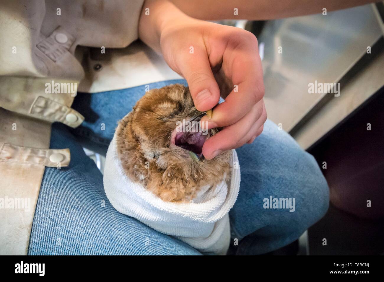 Francia, Cotes d'Armor, Costa di Granito Rosa, Pleumeur Bodou, Grande Isola, stazione ornitologica della lega di protezione degli uccelli (LPO), Wildlife Care Center, alimentando un gufo Foto Stock