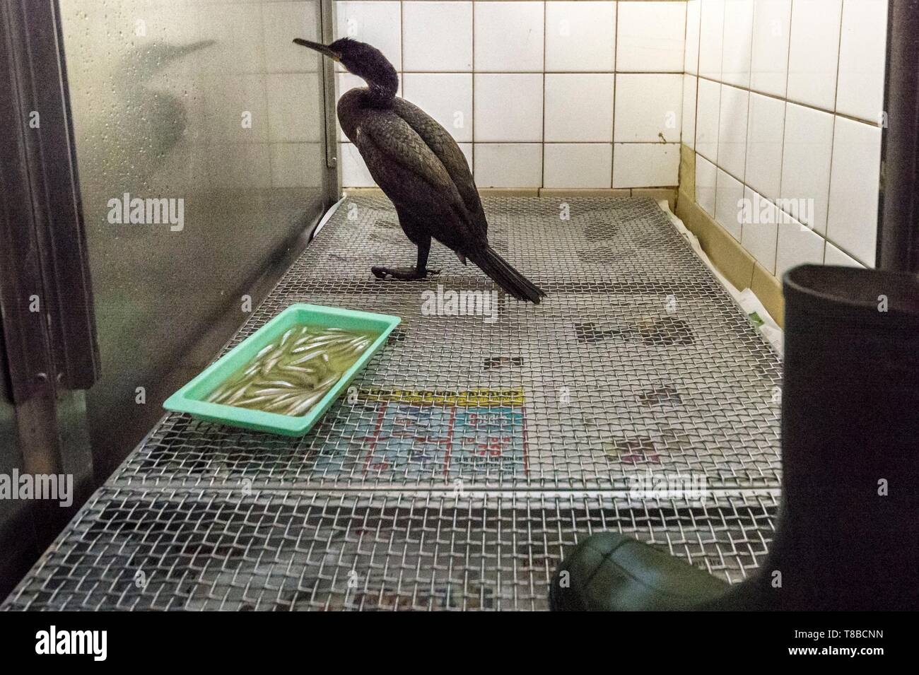 Francia, Cotes d'Armor, Costa di Granito Rosa, Pleumeur Bodou, Grande Isola, stazione ornitologica della lega di protezione degli uccelli (LPO), Wildlife Care Center, cormorano (Phalacrocorax carbo) in convalescenza Foto Stock