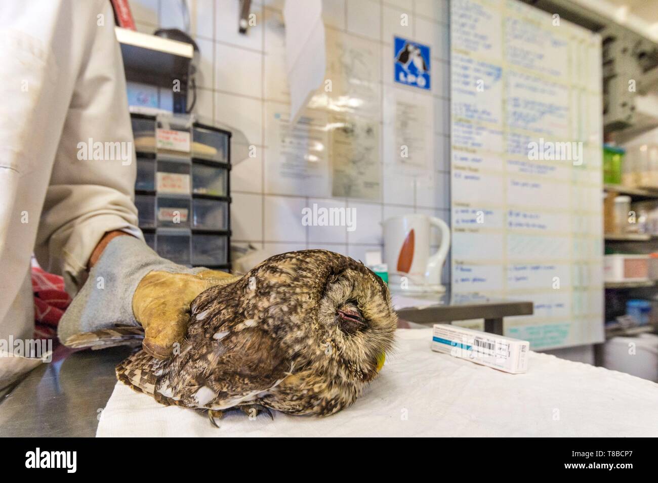 Francia, Cotes d'Armor, Costa di Granito Rosa, Pleumeur Bodou, Grande Isola, stazione ornitologica della lega di protezione degli uccelli (LPO), Wildlife Care Center, la cura di un gufo Foto Stock