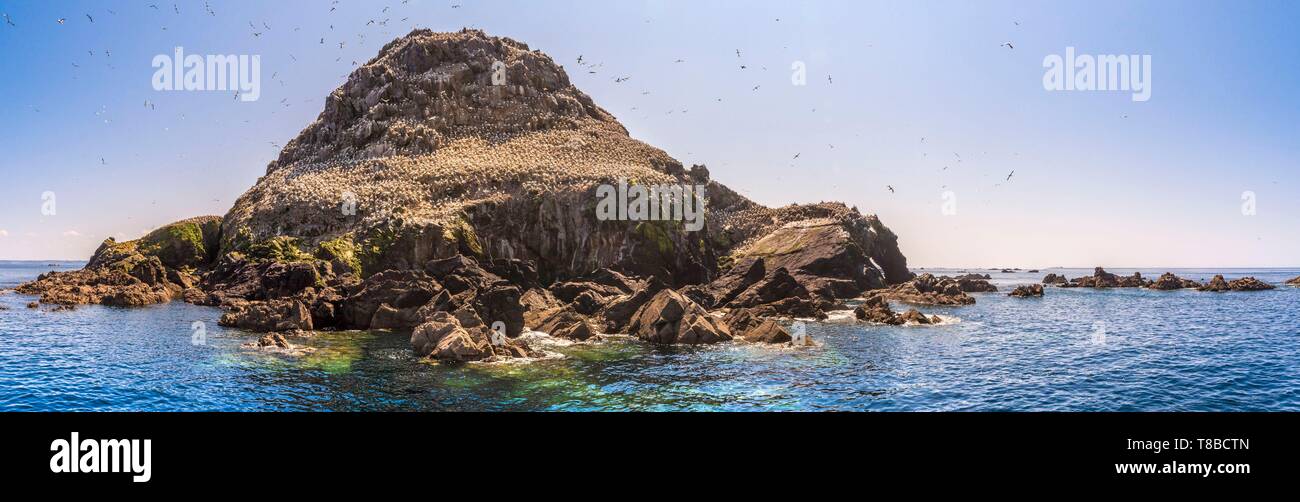 Francia, Cotes d'Armor, Perros Guirec, colonia di sule (Morus bassanus) su Rouzic isola in Sept Îles riserva naturale Foto Stock