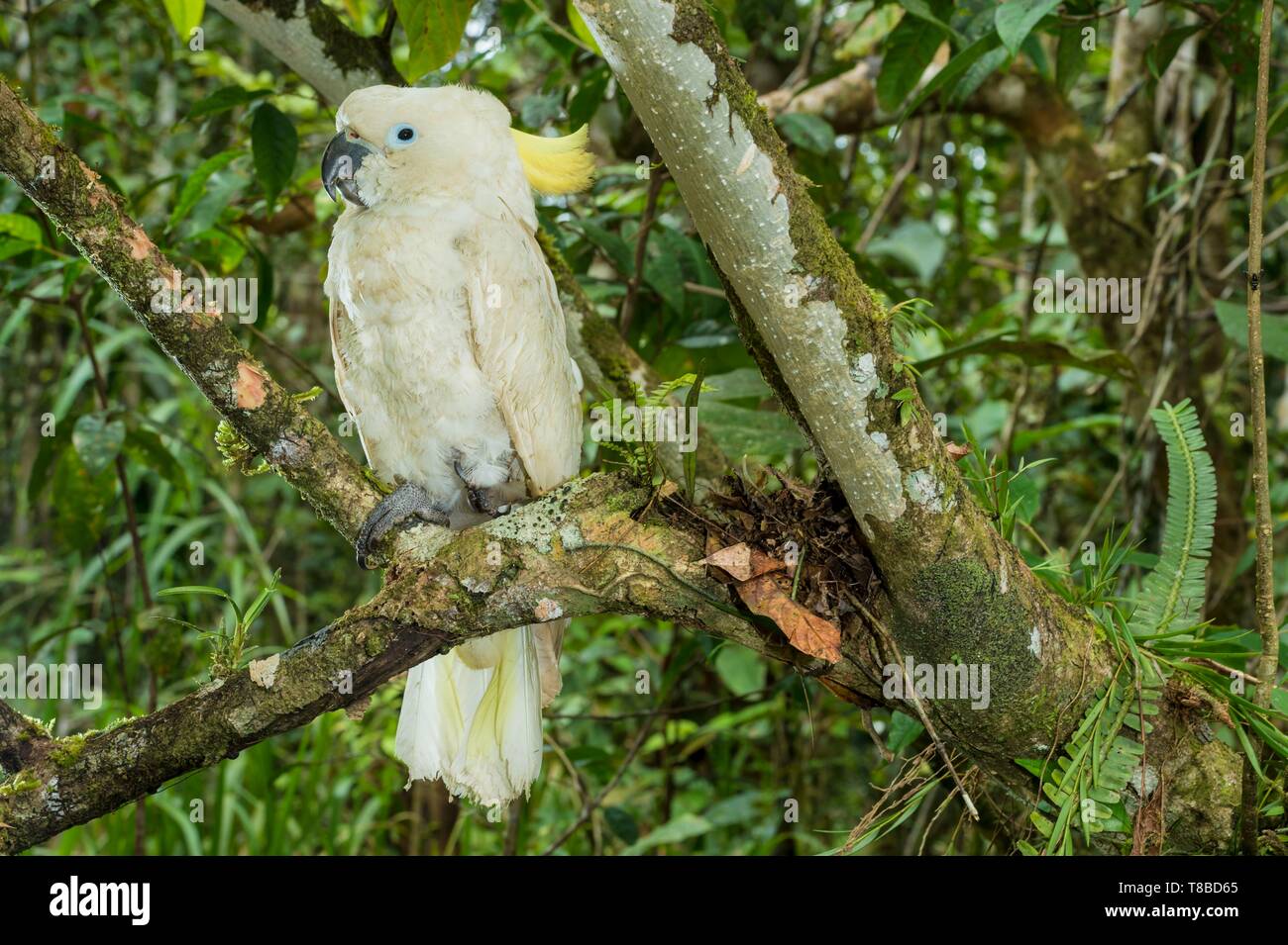Papua Nuova Guinea, Southern Highlands provincia, area Bosavi, Kaluli tribù, Sugu village, Cacatoo (Cacatua ophthalmica) Foto Stock
