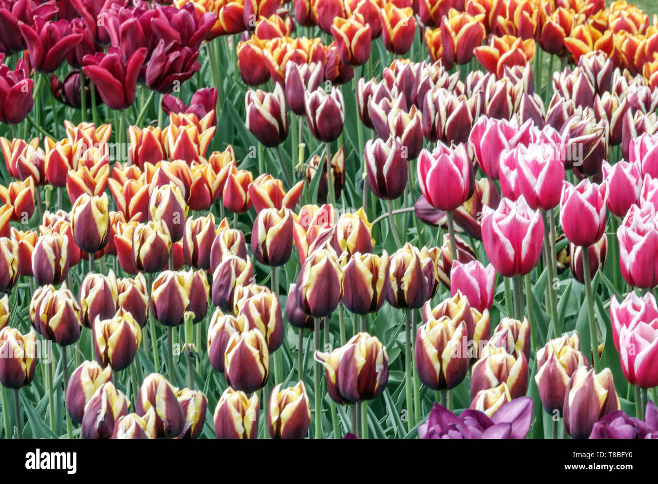 Tulipani misti in aiuola di fiori colorati spring garden Foto Stock