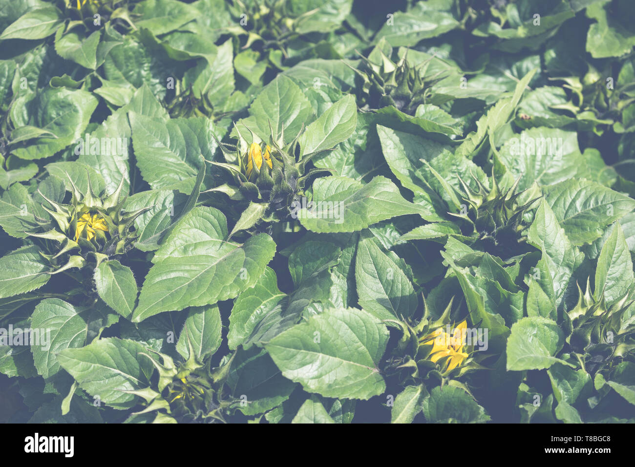 Fiori per la vendita ad un croato di mercato dei fiori. Foto Stock