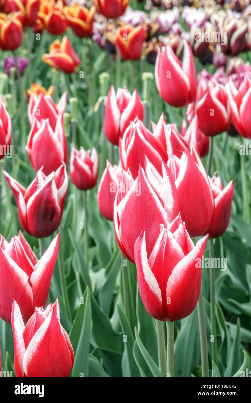 Bella combinazione di colori dei tulipani rossi nel letto Foto Stock