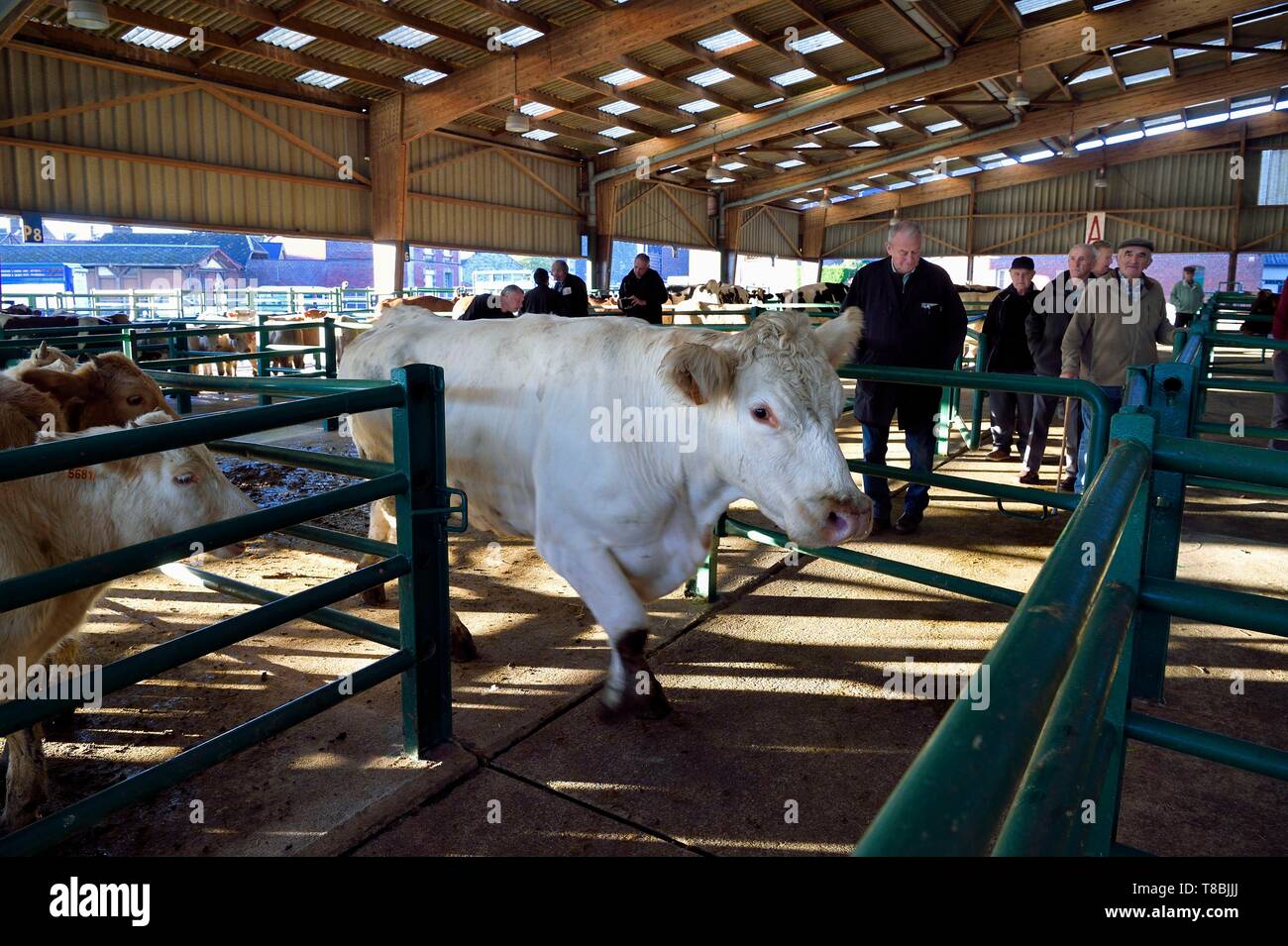 Francia, Seine Maritime, Forges les eaux, mercato del bestiame (principalmente vacche) Foto Stock