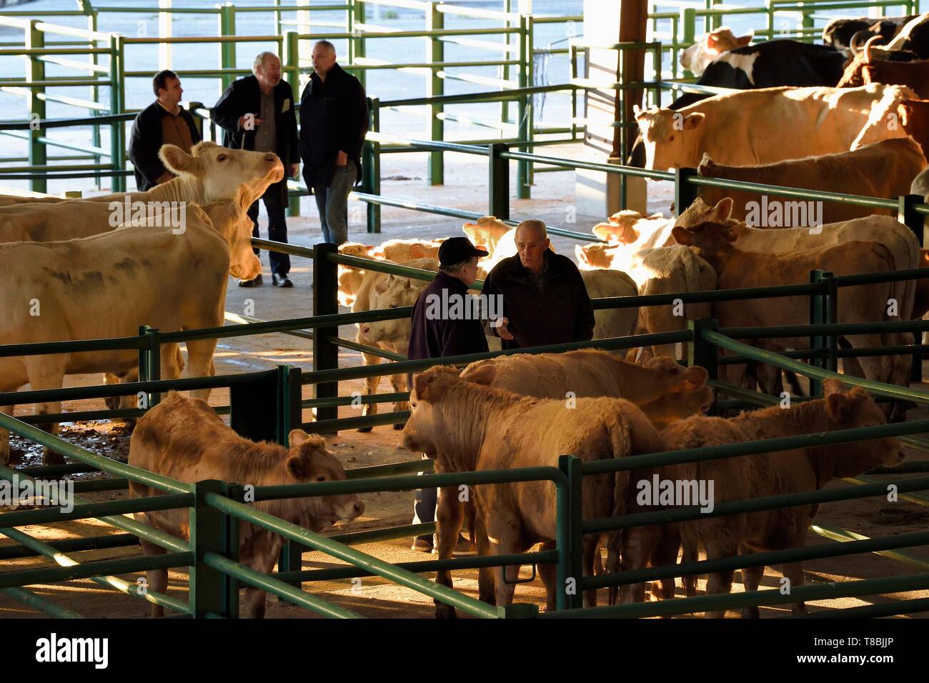 Francia, Seine Maritime, Forges les eaux, mercato del bestiame (principalmente vacche), negoziati tra gli acquirenti e i venditori sono di comune accordo Foto Stock