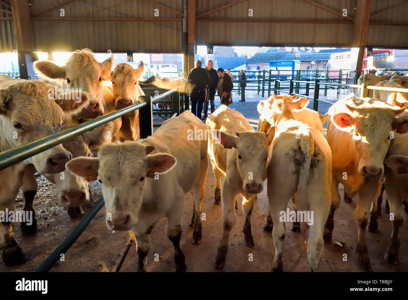 Francia, Seine Maritime, Forges les eaux, mercato del bestiame (principalmente vacche), negoziati tra gli acquirenti e i venditori sono di comune accordo Foto Stock