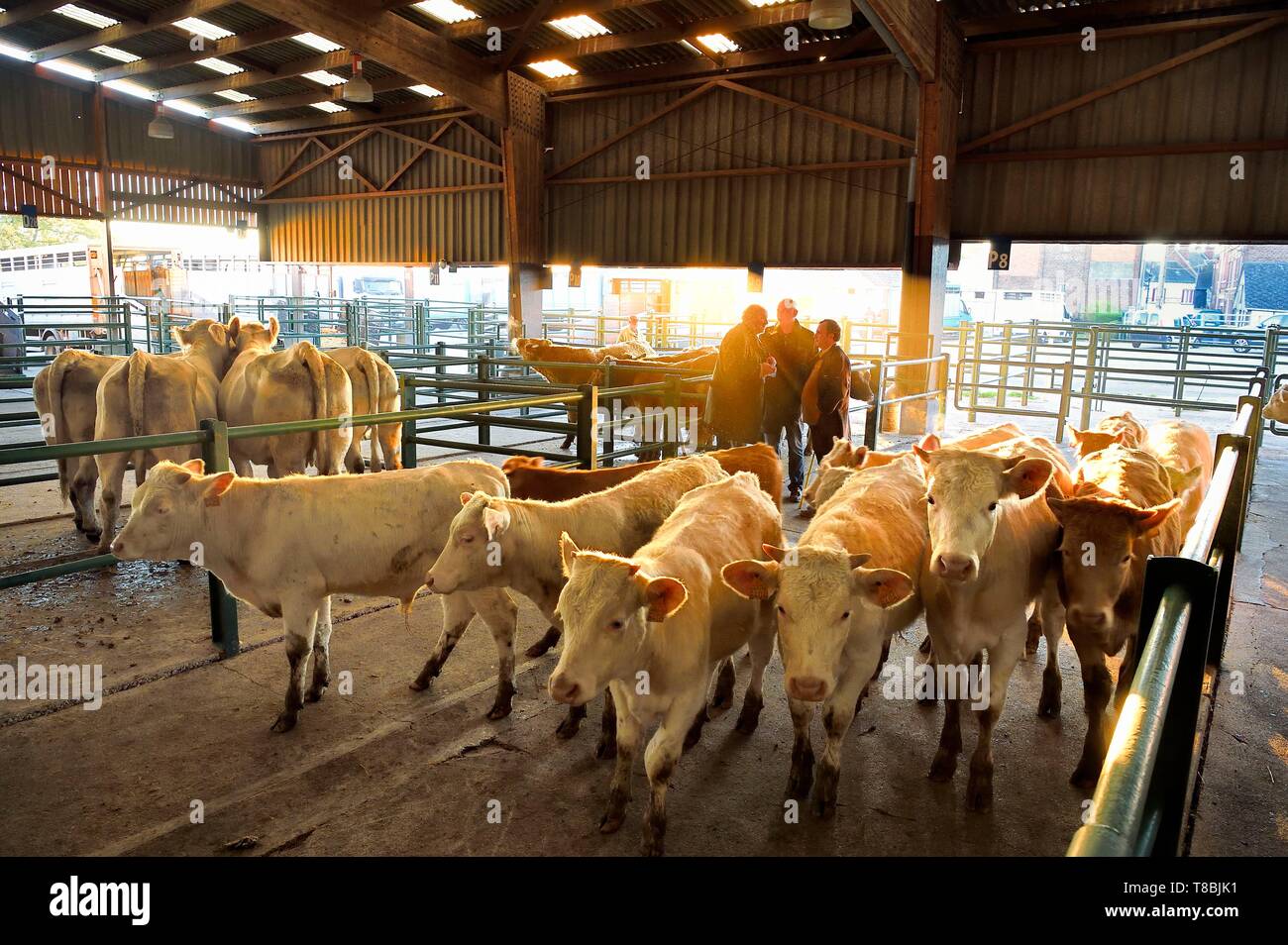 Francia, Seine Maritime, Forges les eaux, mercato del bestiame (principalmente vacche) Foto Stock