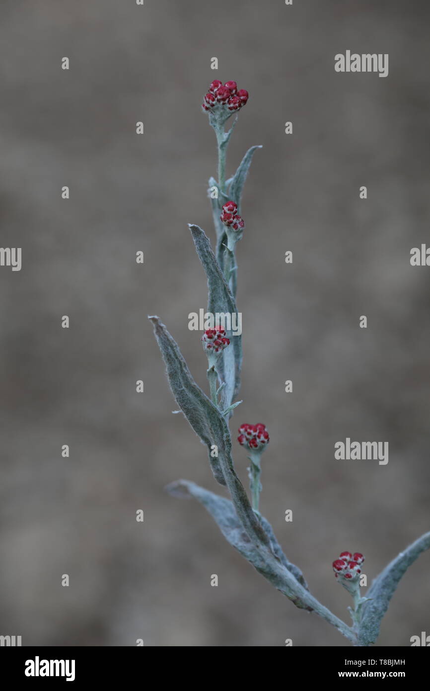 Helichrysum sanguineum - simbolo del giorno commemorativo. Chiamato anche il sangue di Maccabee nella tradizione ebraica, le montagne della Giudea, Israele. Foto Stock