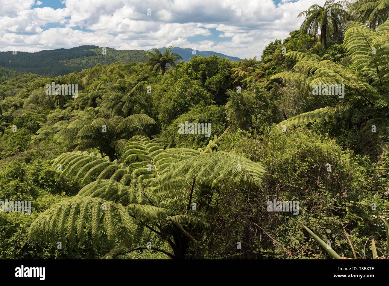 Nuova Zelanda, Isola del nord, Baia di Planty regione Valle Vulcanica di Waimangu, sito geotermico e foresta pluviale Whirinaki Foto Stock