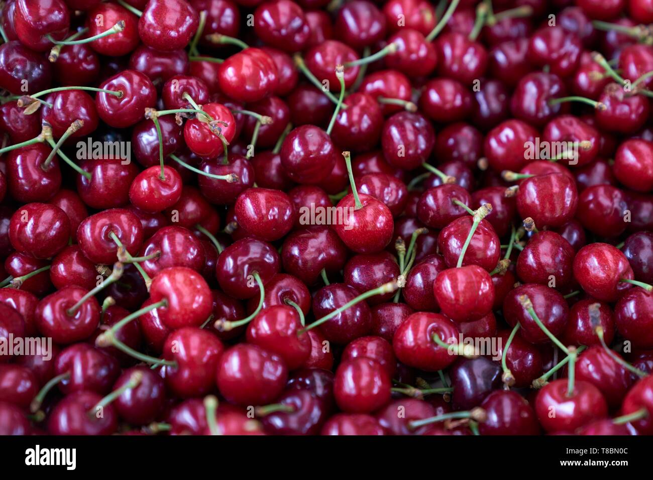 Francia, Haute Garonne, Bagneres de Luchon, Market Place Gabriel Rouy. Le ciliegie close up Foto Stock