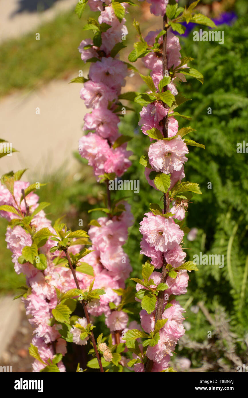 Boccola di mandorla con delicati fiori di colore rosa, poco siepe di prunus triloba louiseania primi rami della molla Foto Stock