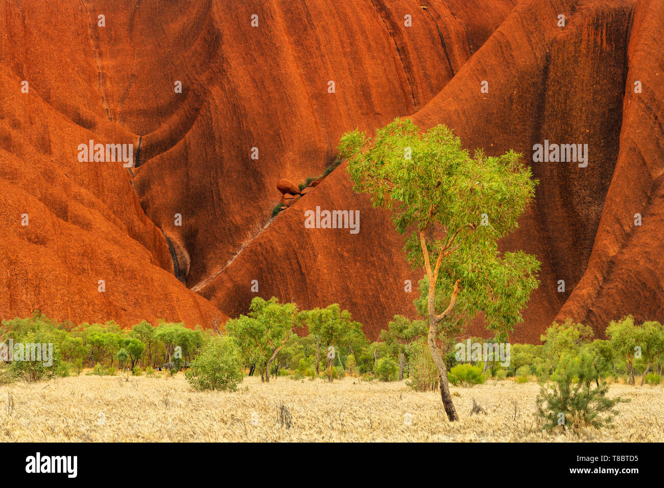 Forma di roccia del singolare Uluru Foto Stock