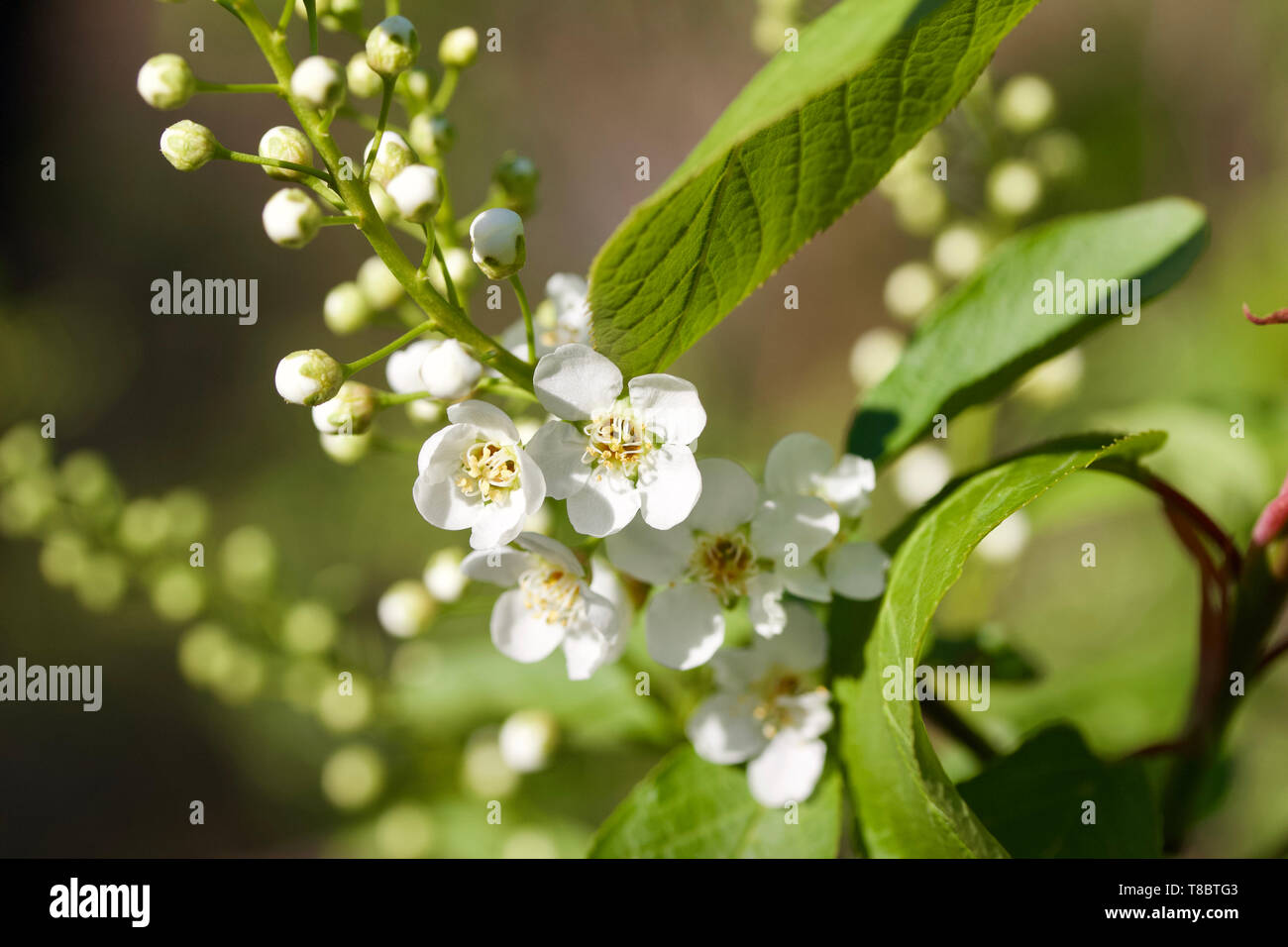 Vista ravvicinata di emergenti fiore bianco boccioli e fiori su un Canada Red Cherry Tree in primavera Foto Stock
