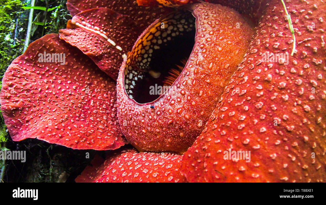 Rafflesia Arnoldii è il più grande fiore del mondo. Grande fiore rosso Foto Stock