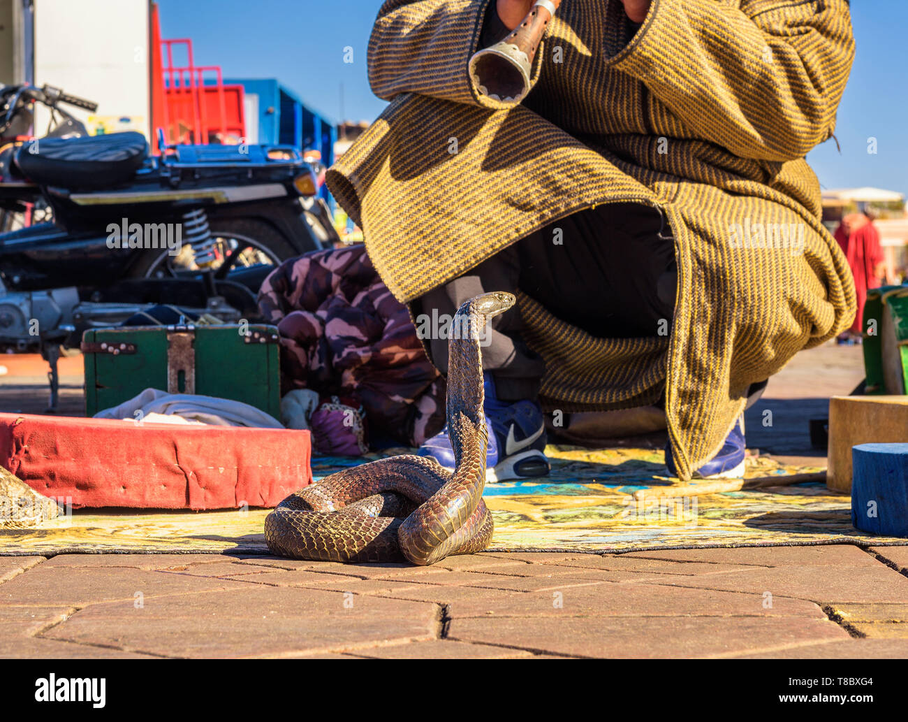 Il serpente incantatore riproduce la musica per il suo cobra presso la piazza Jemaa El Fnaa di Marrakech Foto Stock