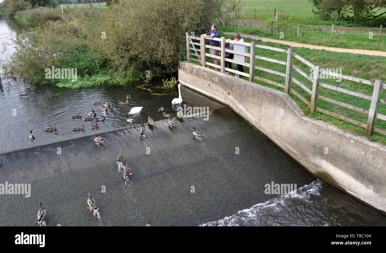 Le anatre e i cigni di aspettare di essere alimentata in corrispondenza di uno stramazzo sul fiume Stour vicino a Bournemouth Dorset. Foto Stock