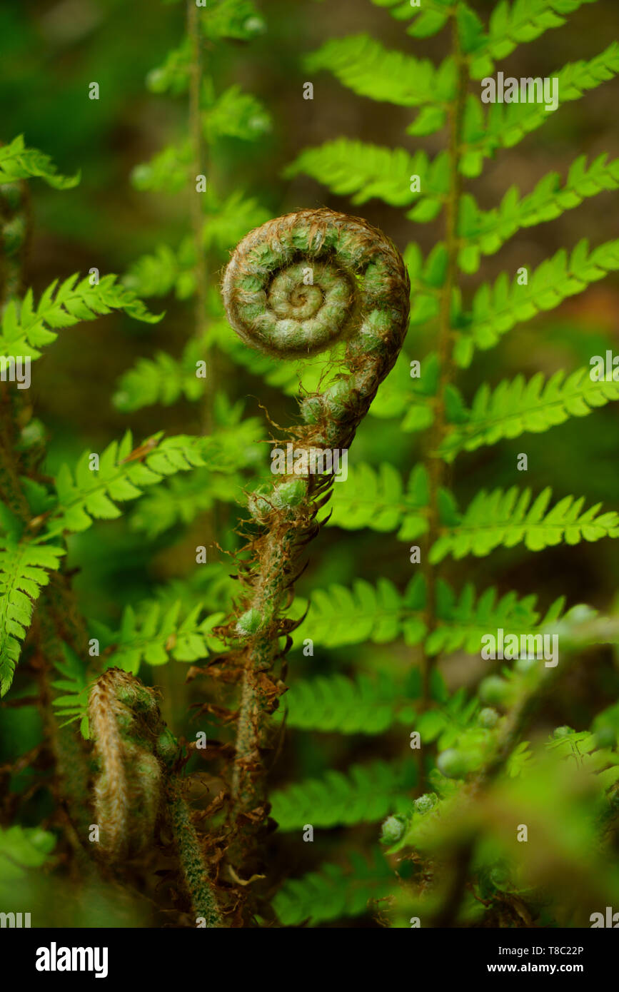 Fern frond emergenti in primavera. Foto Stock