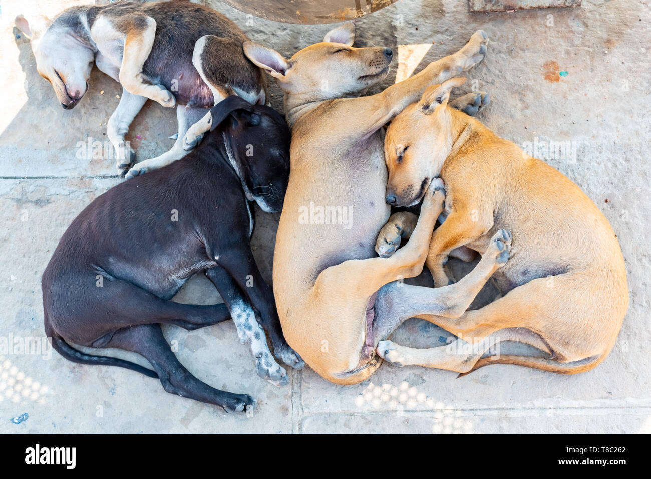 Malati e poveri vagrant o Stray dog senzatetto dormire sul pavimento, Varanasi (India). Foto Stock