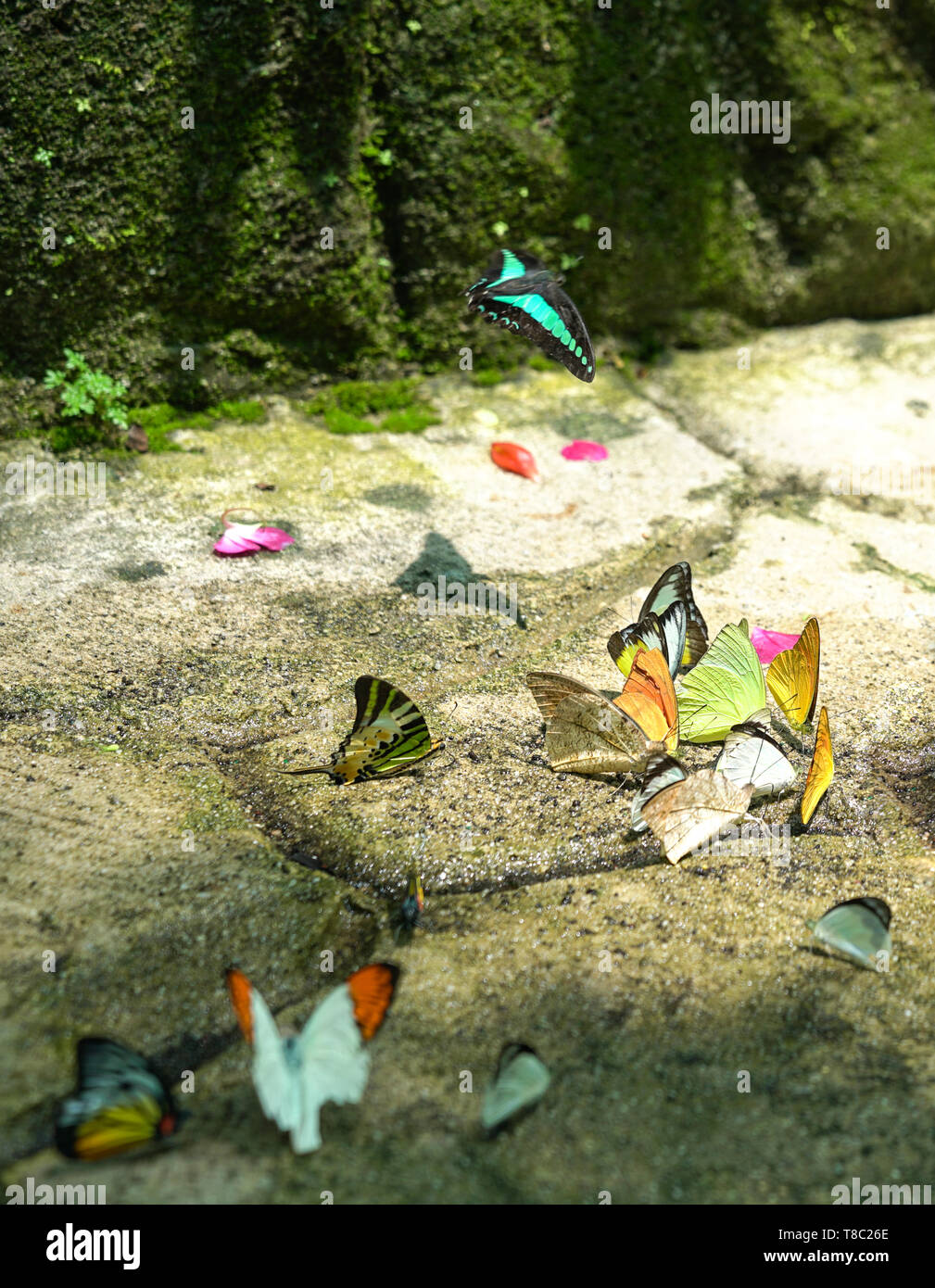 Gruppo di variopinte farfalle sul terreno, in corrispondenza di un parco Foto Stock