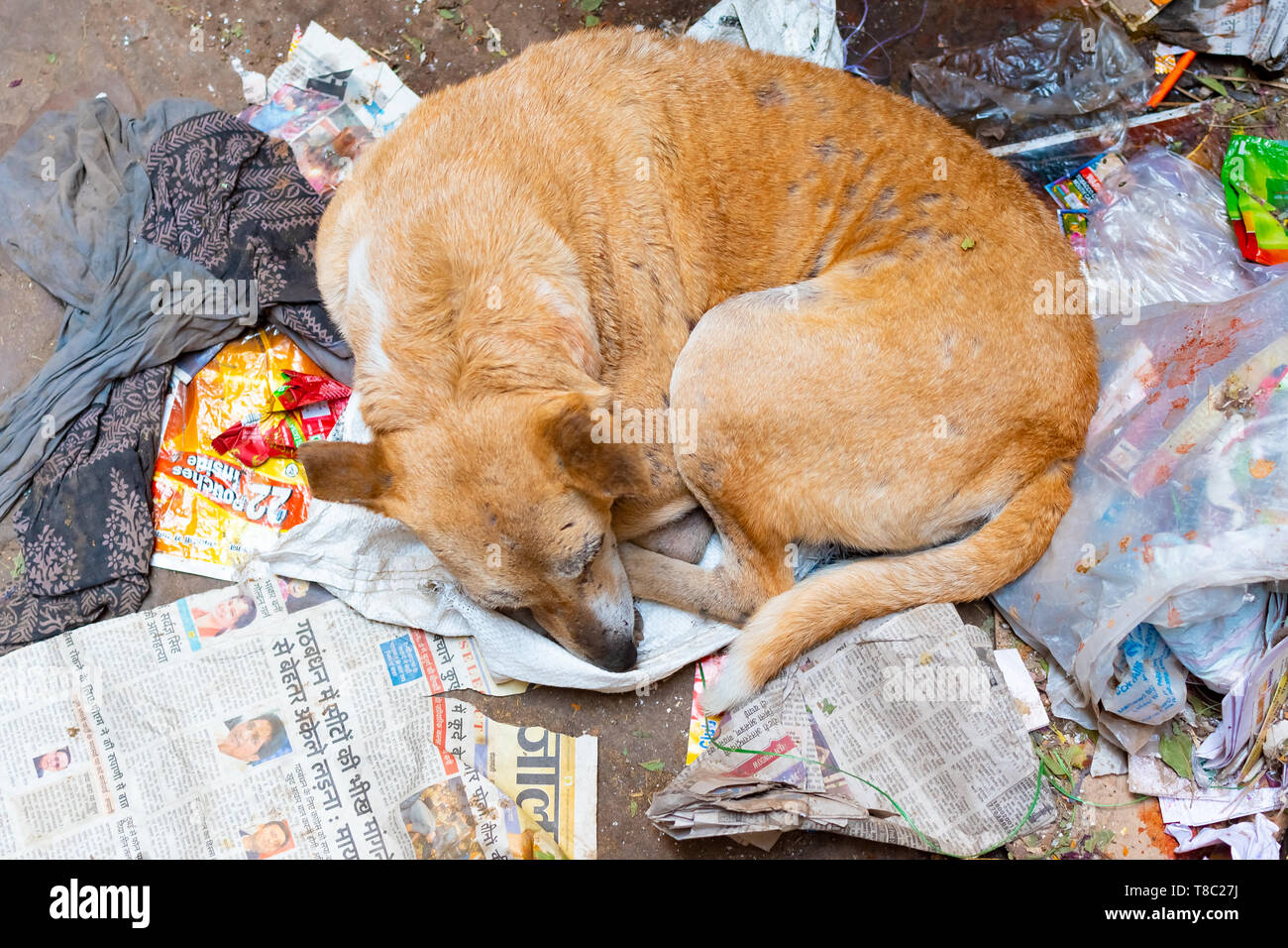 Malati e poveri vagrant o Stray dog senzatetto dormire sul pavimento, Varanasi (India). Foto Stock