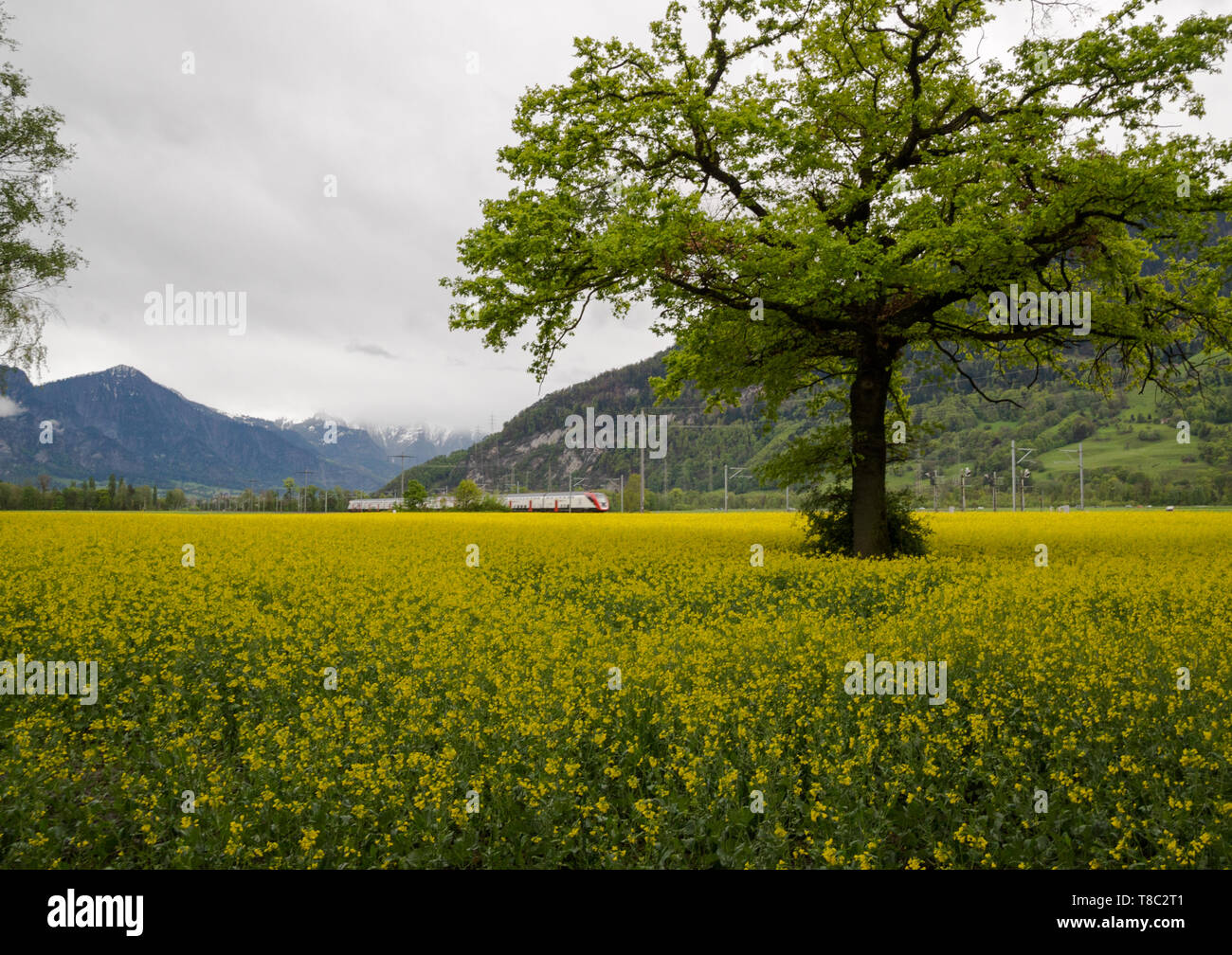 Verde di quercia in una fioritura giallo rapeseeed canola field con un treno ad alta velocità in background nelle Alpi Svizzere Foto Stock