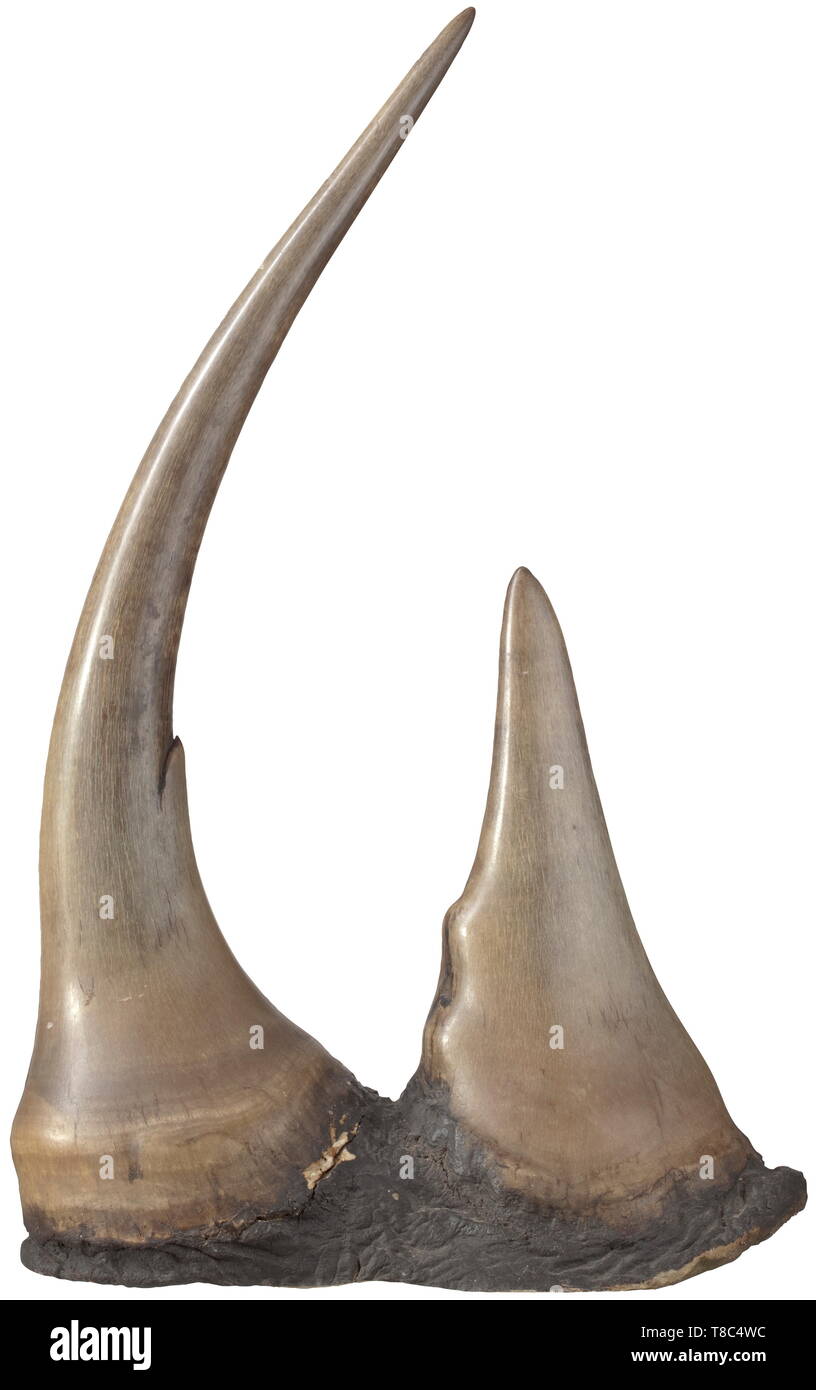 Un corno di rinoceronte trofeo, Africa Orientale, XIX secolo ottimamente  conservato coppia di corna (anteriore e straordinariamente grande corno  posteriore) di un maestoso maschio rinoceronte nero (diceros simum). Corna  con finemente levigata,