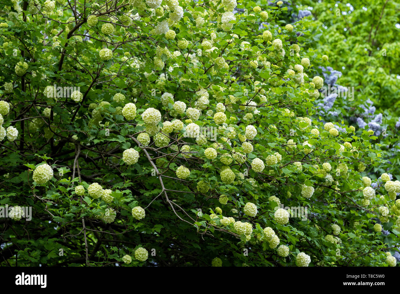 Viburnum opulus 'Roseum' - europeo Cranberrybush o snowball bush, Arbusti decidui, famiglia: Adoxaceae Foto Stock