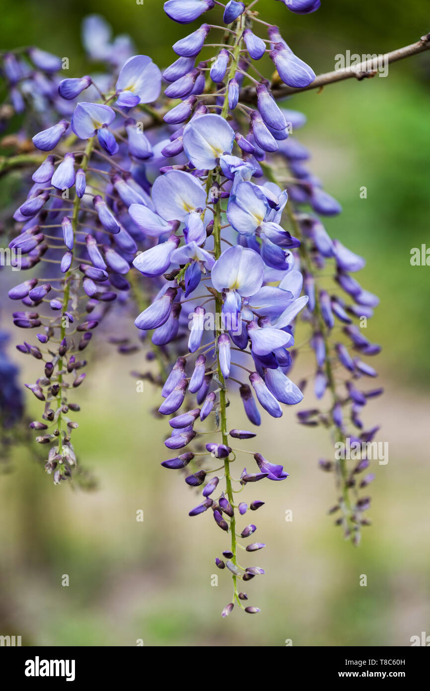Wisteria sinensis - Glicine cinese blu lavanda fiore in fiore, Fabaceae (famiglia di pisello), originaria della Cina. Foto Stock
