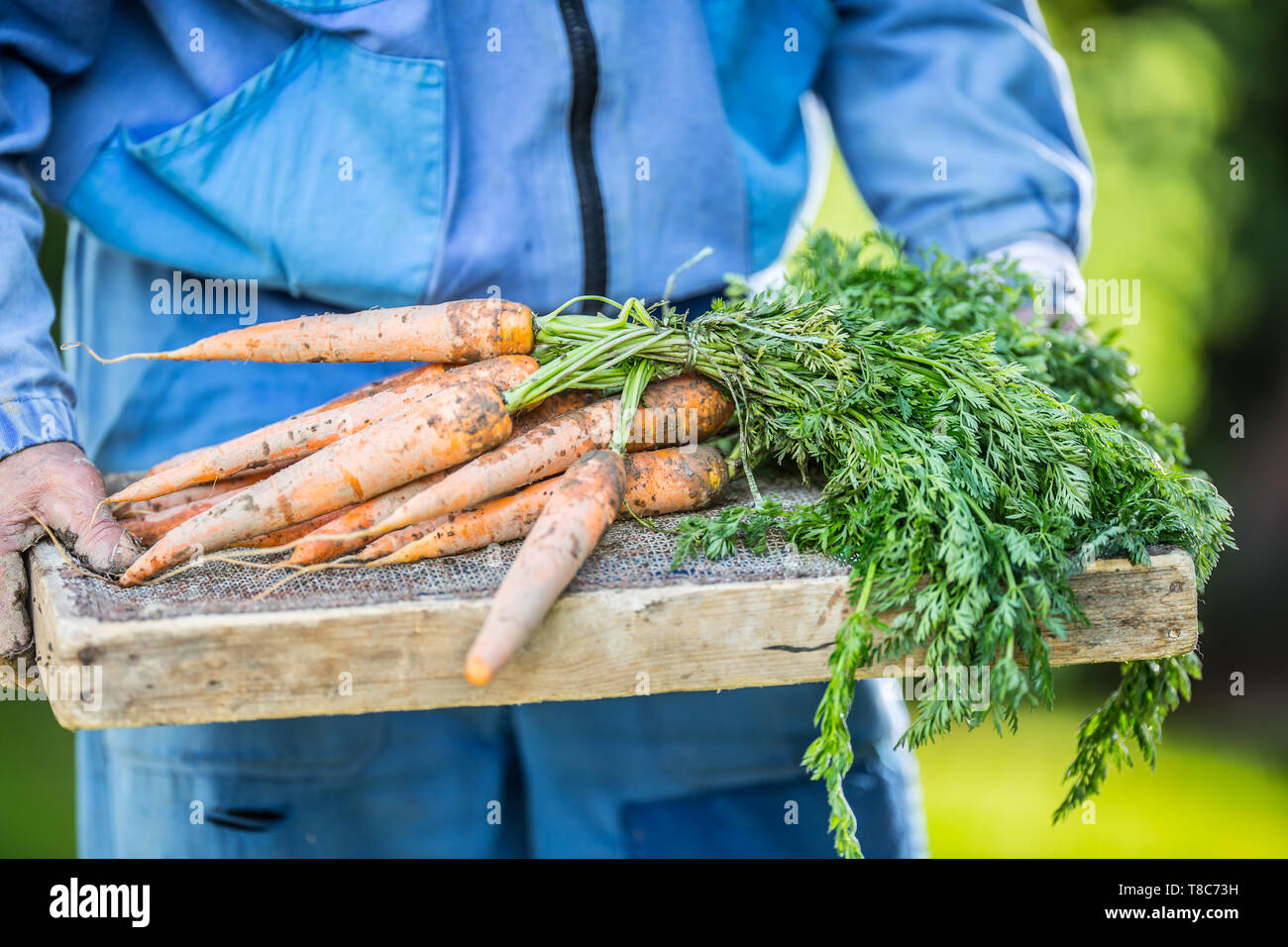 Un agricoltore detiene nelle sue mani appena maturate le carote in giardino Foto Stock