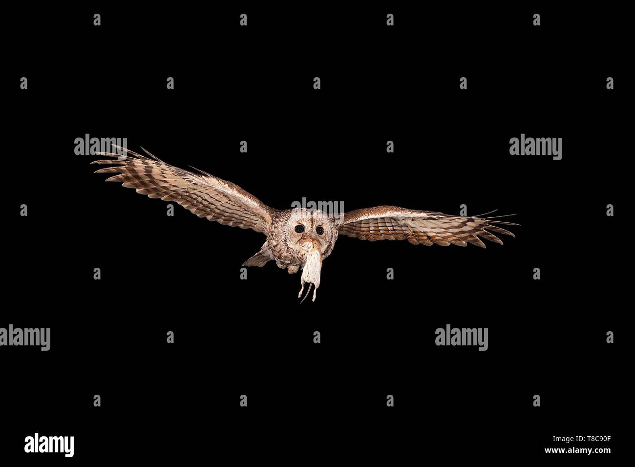 Allocco (Strix aluco) vola di notte con una banca vole (Clethrionomys glareolus) nel suo becco, Renania settentrionale-Vestfalia, Germania Foto Stock