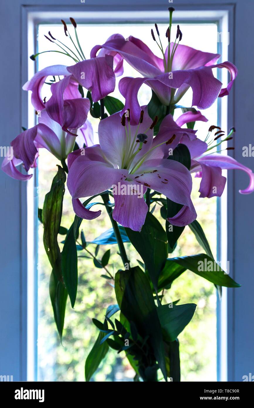 Gigli rosa (Lilium) davanti a una finestra, Baviera, Germania Foto Stock