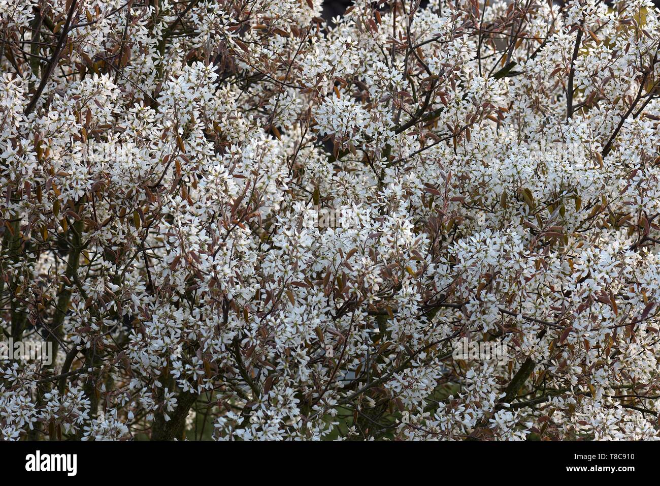 Fiori di un shadbush (Amelanchier), Baviera, Germania Foto Stock