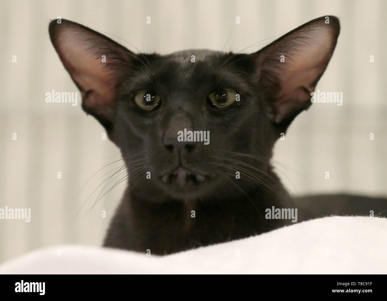 Black oriental shorthair cat immagini e fotografie stock ad alta  risoluzione - Alamy