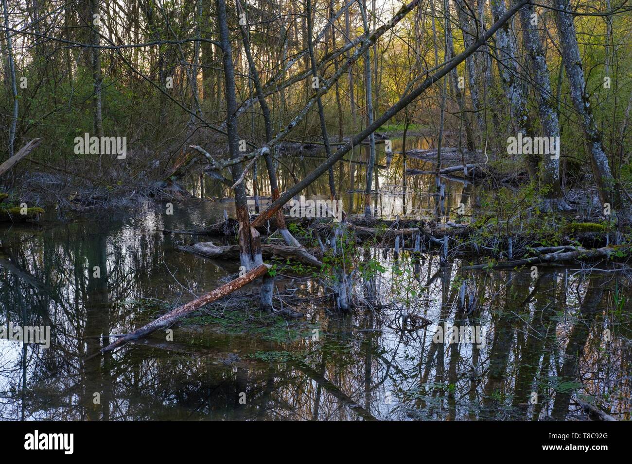 Cassa di espansione del fiume Wertach, golene vicino Inningen, nei pressi di Augsburg, Svevia, Baviera, Germania Foto Stock