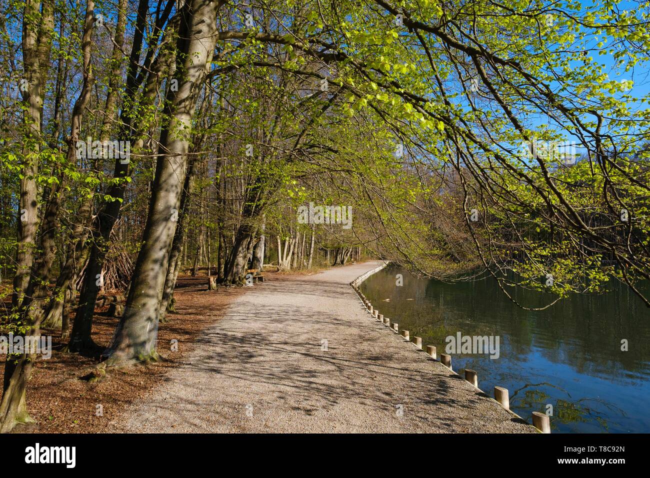 Sentiero al Lago Stempflesee nella foresta Siebentischwald, distretto Spickel-Herrenbach, Augsburg, Svevia, Baviera, Germania Foto Stock