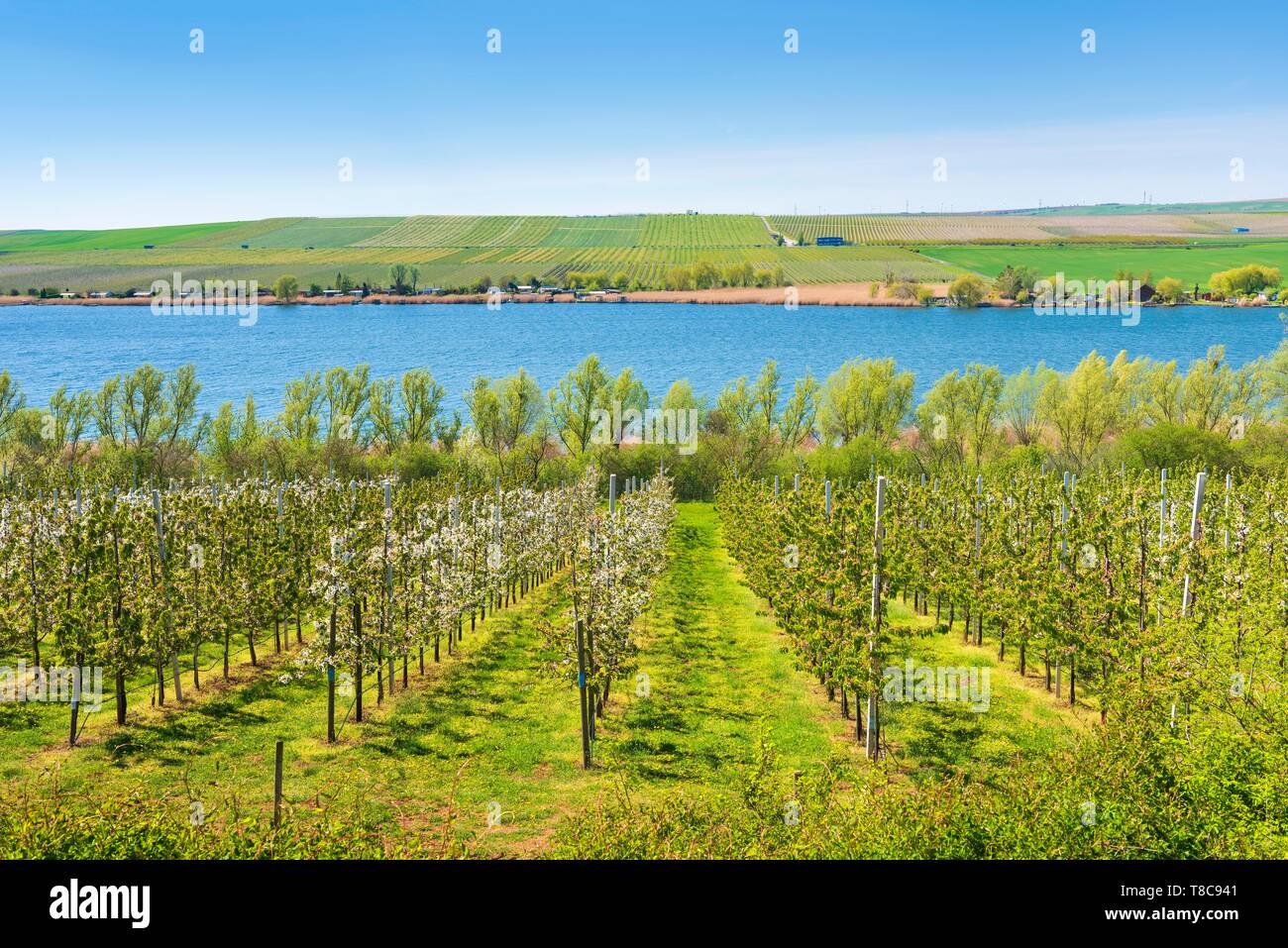 Vista sulla piantagione di ciliegio, dietro Susser vedere, frutticoltura, Mansfelder Land, Sassonia-Anhalt, Germania Foto Stock