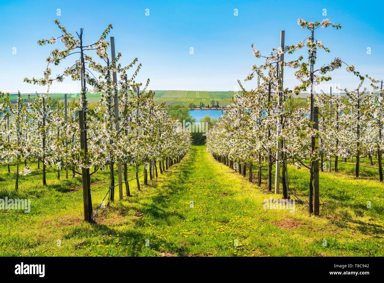 La frutticoltura, piantagione di ciliegia, la fioritura dei ciliegi, Susser vedere sullo sfondo, Mansfelder Land, Sassonia-Anhalt, Germania Foto Stock