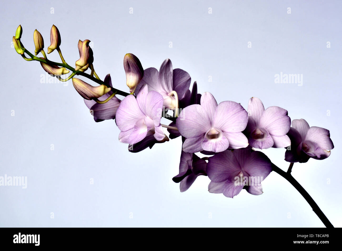 Dendrobium Snoia è un ibrido commerciale che è popolare come fiori recisi e piante in vaso in Thailandia Foto Stock