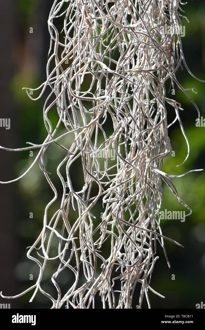 Piante Epifite muschio Spagnolo Tillandsia usneoides appeso a un albero Foto Stock