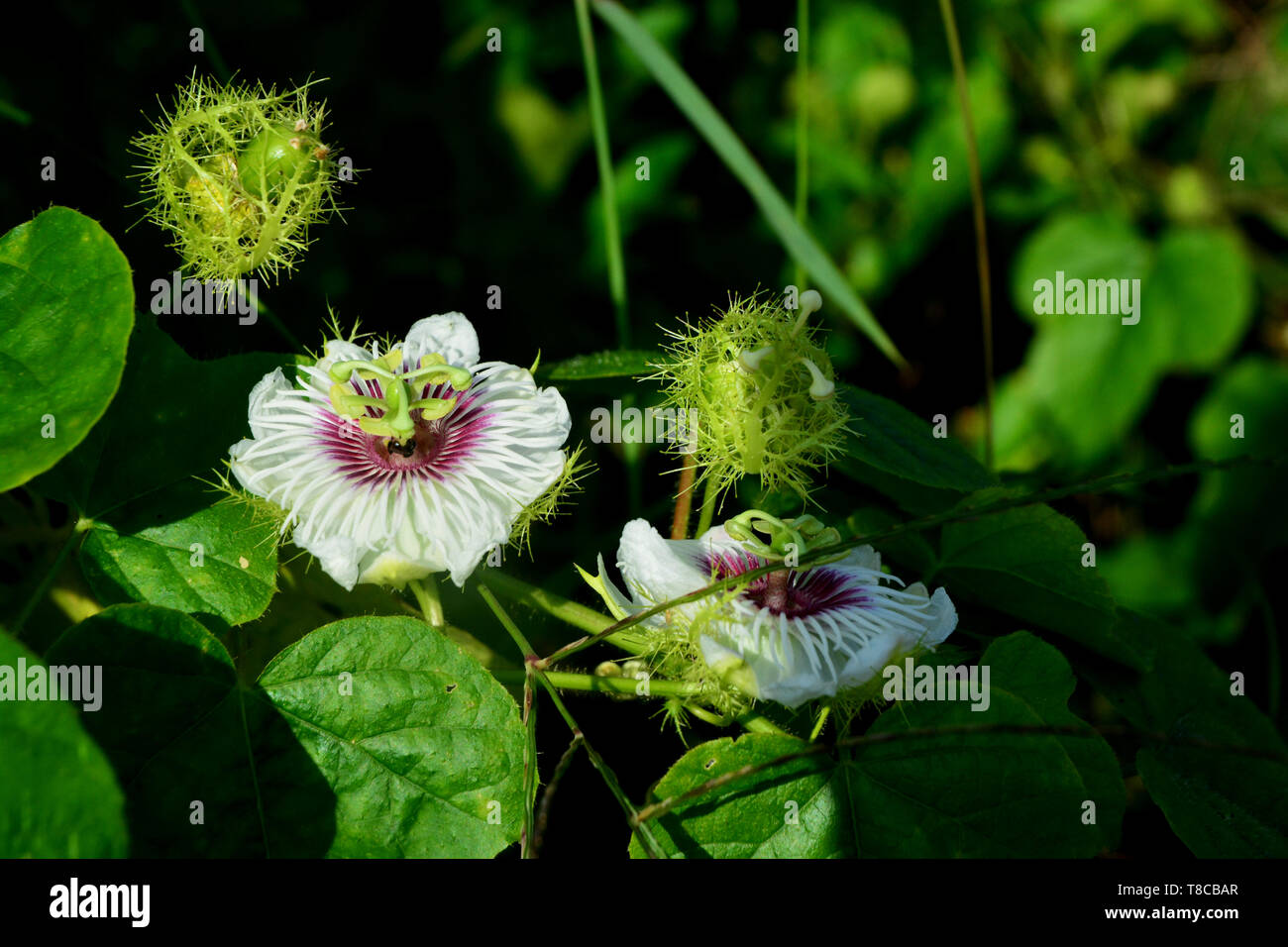 Frutti della passione fiore nel frutto della passione giardino Foto Stock