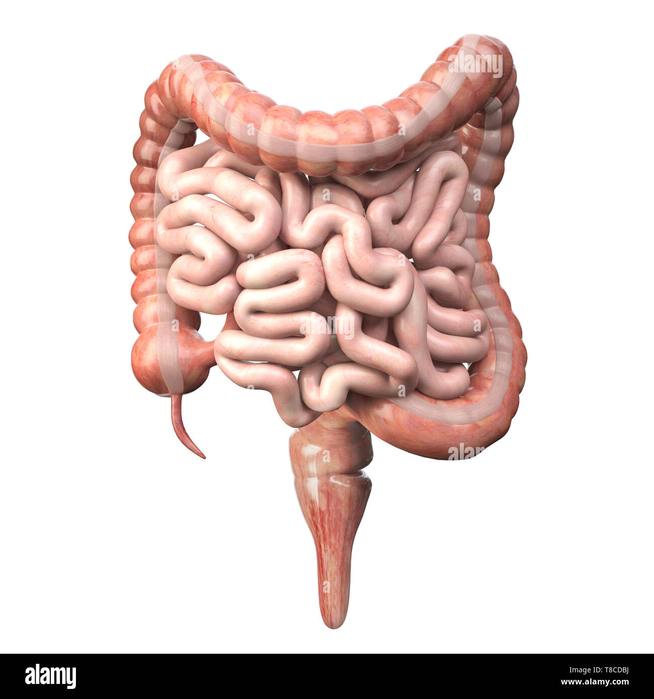 Grande e piccolo intestino isolato su bianco. Apparato digestivo umano anatomia. Tratto gastrointestinale. 3d illustrazione Foto Stock