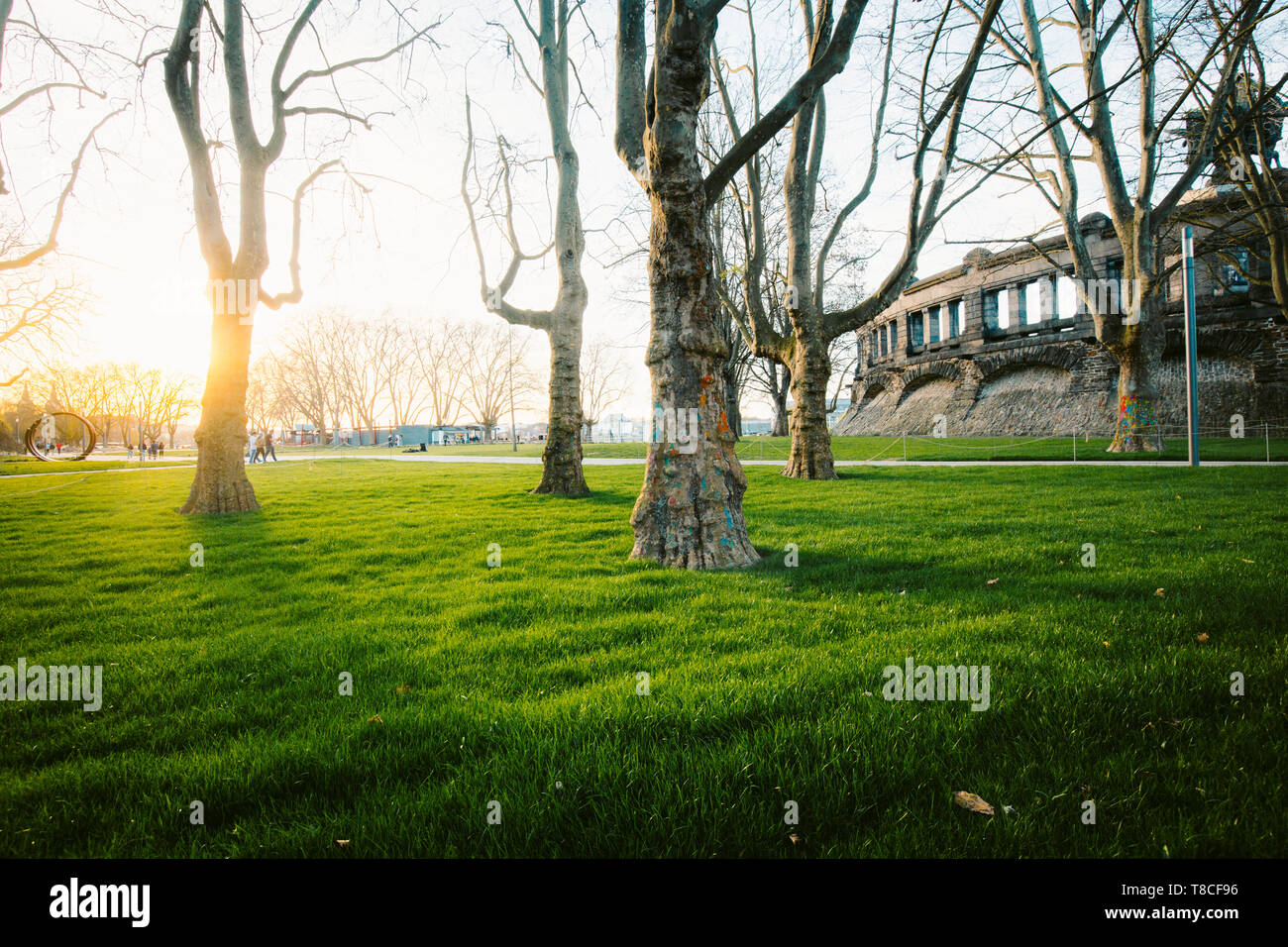 Bassa panoramica un ampio angolo di visione di una fila di alberi secolari con fresco verde erba in un suggestivo parco pubblico illuminato nel bellissimo golden luce della sera a su Foto Stock