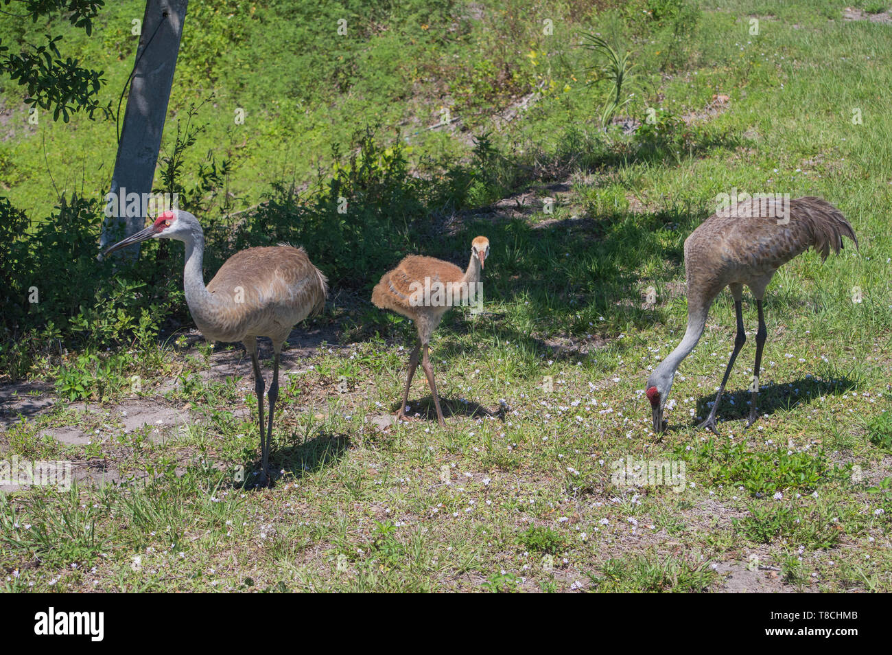 Paesaggio Fotografia della fauna selvatica Florida Sandhill genitori adulti rovistando cibo verde erba campo giovani capretti Chick Bird in piedi vicino a guardare avanti Foto Stock