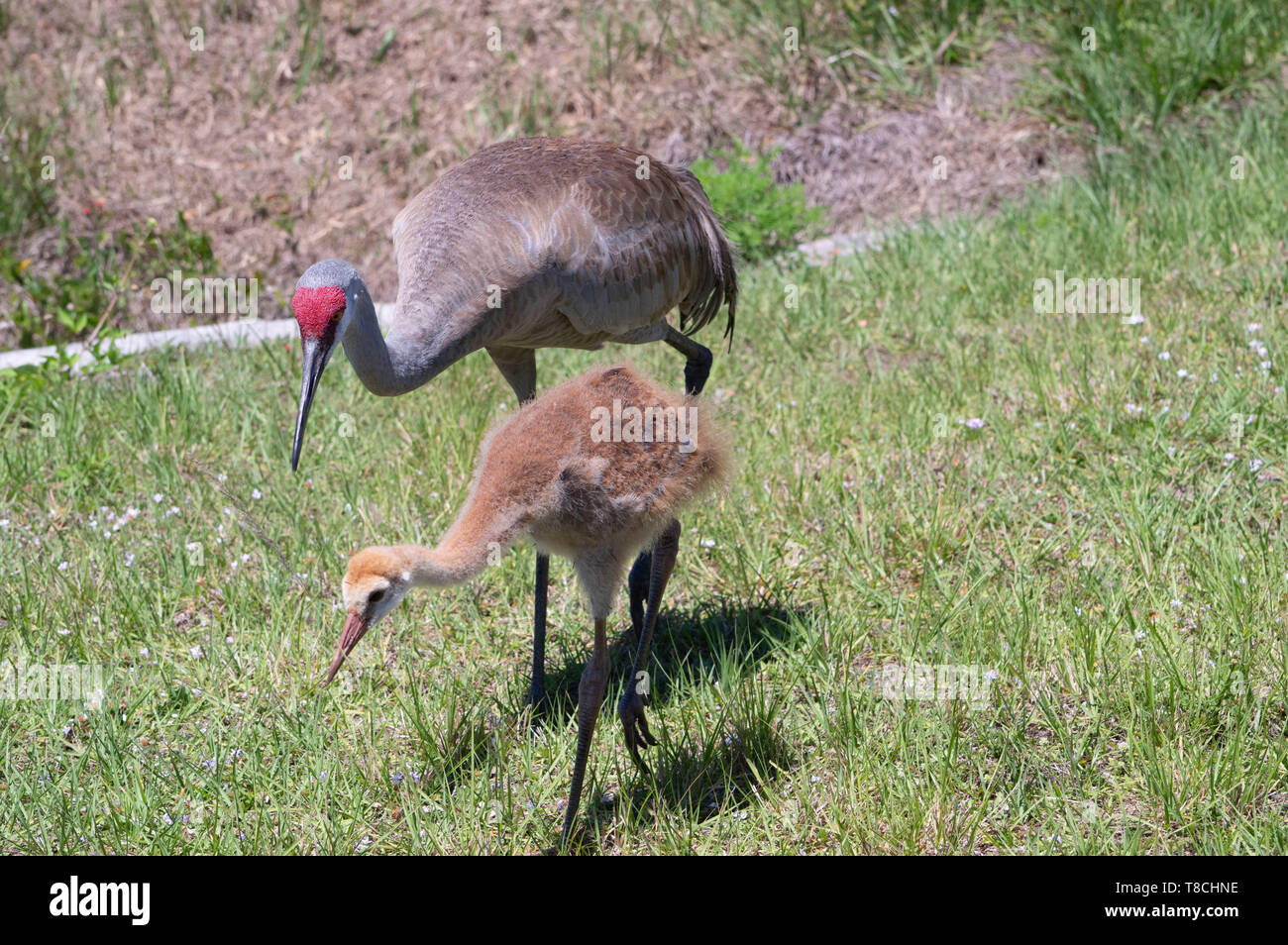 Birdwatching fotografia della fauna selvatica Florida Sandhill gru uccelli sfumato grande per adulti giovani madri teenager a piedi attraverso il foraggio verde erba prato Foto Stock