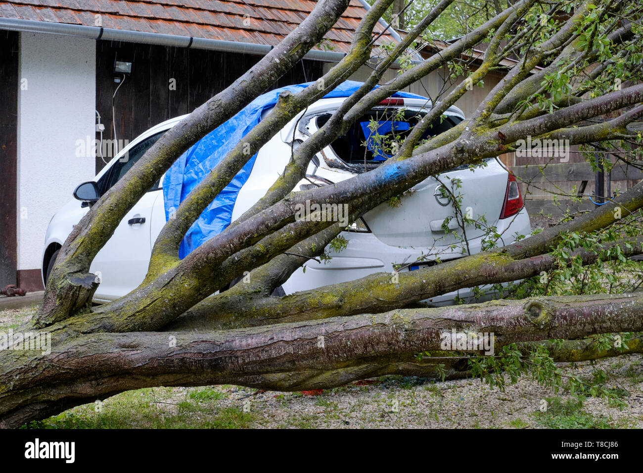 Estremità posteriore di una vettura gravemente danneggiati dalla caduta di una mela albero abbattuto da gales Zala county Ungheria Foto Stock