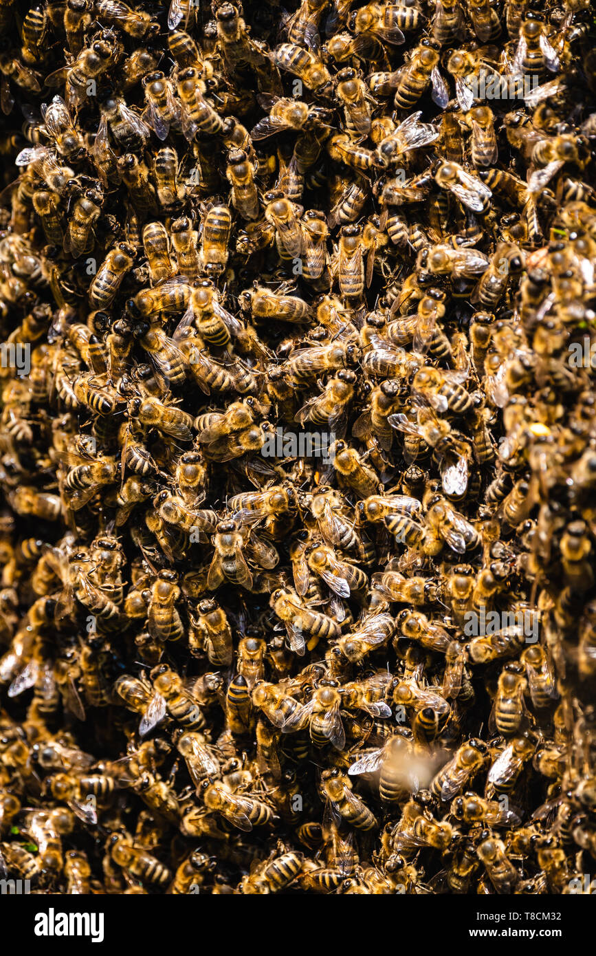 Honeybees sciame attorno a loro Regina come ha lasciato un alveare. Foto Stock